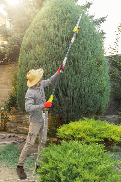 Best Arborist Consultation Services  in Hudson Bend, TX